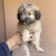 loving pups looking for a loving home. 8 weeks old