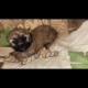 Shihpoo Puppy #3