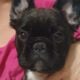 YAHanah – 6 mo Fluffy Frenchie