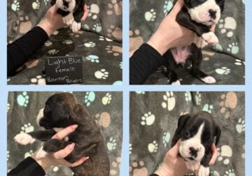 Euro Boxer Puppies AKC Registered