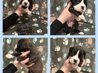 Euro Boxer Puppies AKC Registered