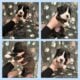 Euro Boxer Puppies AKC Registered