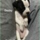 Am Staff Pup