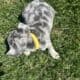 AKC French Bulldog Lilac & Tans & Merles