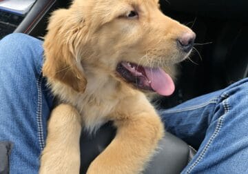 Golden Retriever Puppy