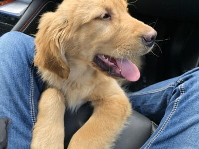 Golden Retriever Puppy