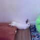 Free to Good Home – Bunnies Must Stay Together