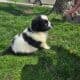 Akc registered Newfoundland puppy