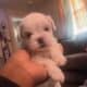 morkie pups