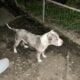 Xl American bully