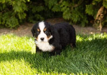 AKC Bernese Mountain male puppy Indiana (Buddy)