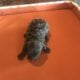 hard to find teacup poodle puppies