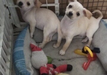 Chihuahuas