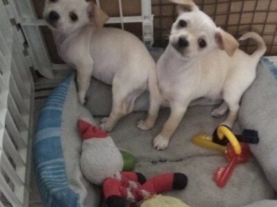Chihuahuas