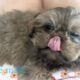 Blue male Shih Tzu
