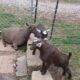 Baby Nubian goat