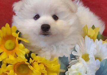 Pomeranian Puppy