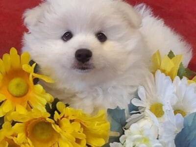 Pomeranian Puppy