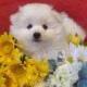 Pomeranian Puppy