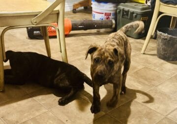 Mountain cur puppies need to find their home!