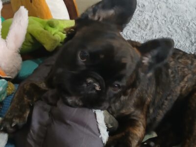 YAHanah – 6 mo Fluffy Frenchi