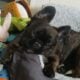 YAHanah – 6 mo Fluffy Frenchie