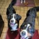 Bernese Mountain dogs