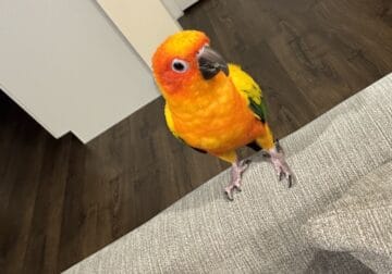 Sun conure
