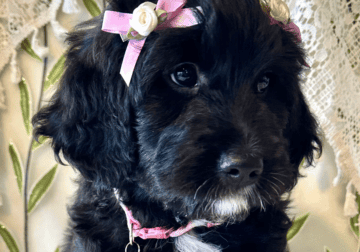 Magnolia – F1 Goldendoodle