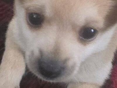 3 Pomchiweenie Puppies