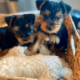 Cute Purebred Yorkshire Terrier AKA Yorkie Puppies