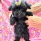Midnight, Morkie female