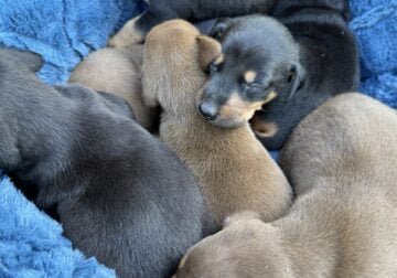 Doberman puppies