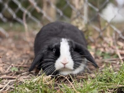 Holland Lop