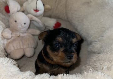 Silky Terrier -Male