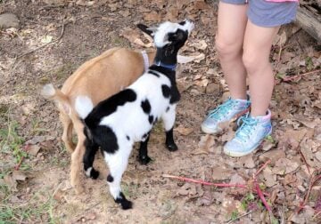 Pygmy Goats