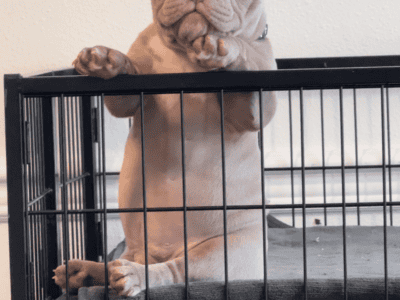 Nano bully