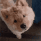 Rehoming 2 Year old Champion Blood 100% chow chow
