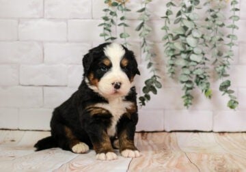 Thumper – Well Socialized Bernese Mountain Dog Pup