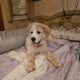 Pomeranian and other puppies. Healthy socialized