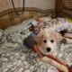 Pomeranian and other puppies. Healthy socialized