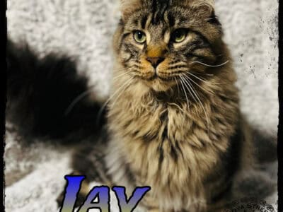 Jay- Older Maine Coon kitten