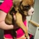 Boxer puppy