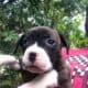 Puppies ready for a good home