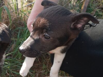 Border Collie/Jack Russell Terrier Pup