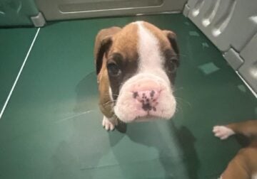 Boxer puppies