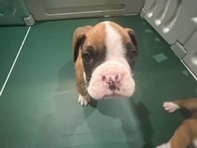 Boxer puppies