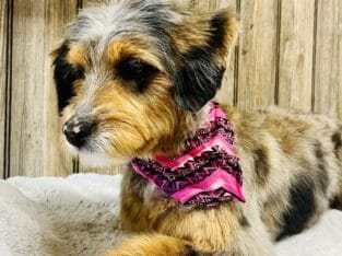 Mini Aussiedoodle/Aussiepoo