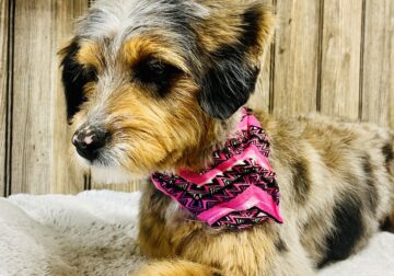 Mini Aussiedoodle/Aussiepoo
