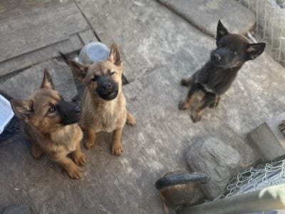 Puppies for loving home